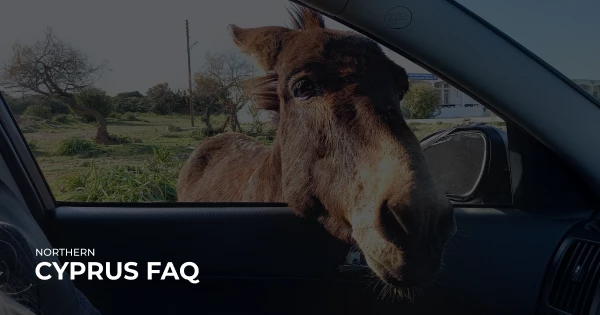Jak znaleźć osły na Karpasie?
