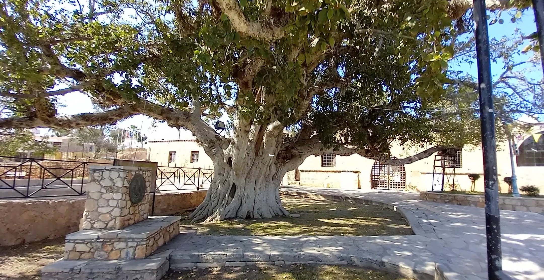 Der älteste Baum von Ayia Napa