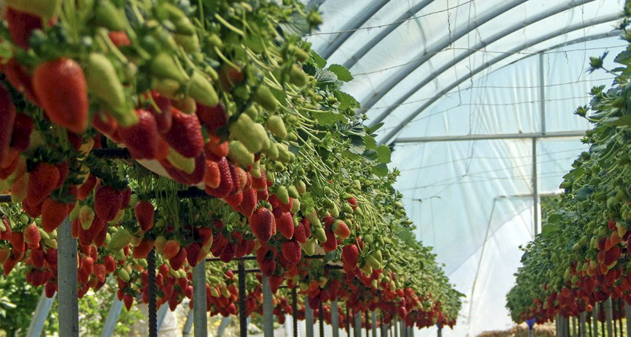 Zemeņu sezona Kiprā