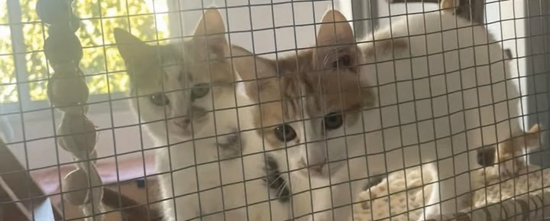 Labdarības viktorīna Paws for Quiz Night