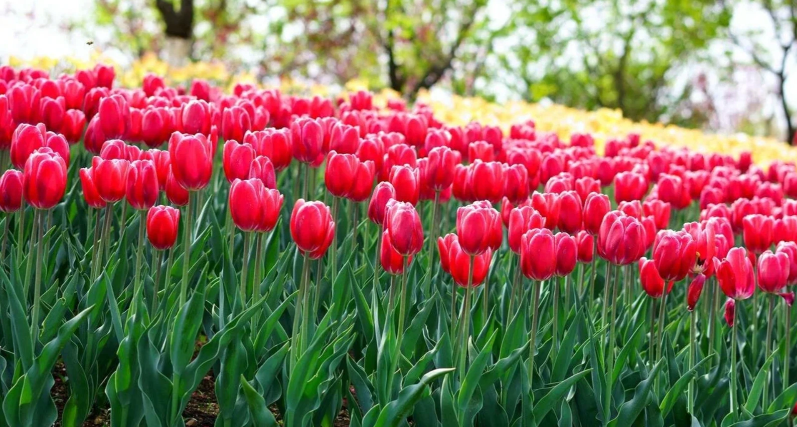 Фестиваль тюльпанів