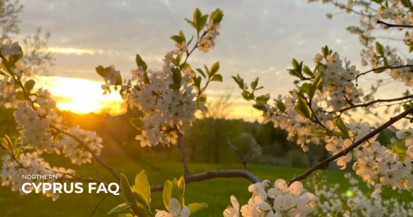 Навруз: праздник прихода весны — как отмечают и что важно знать на Северном Кипре в 2026 году