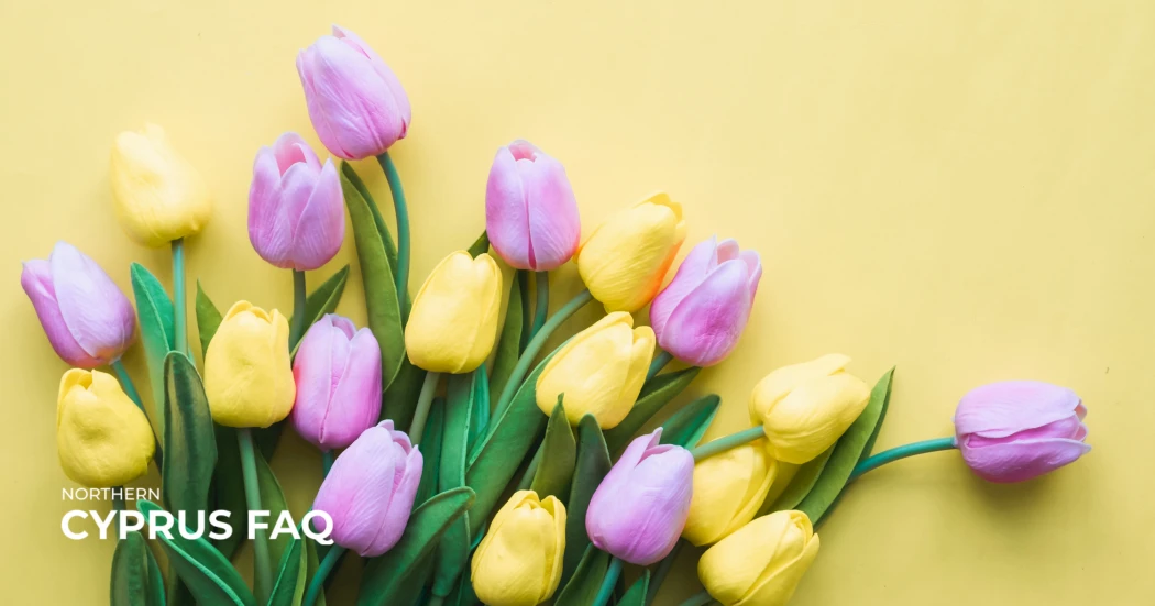 Куда пойти 7–8 марта на Северном Кипре: подборка идей на выходные