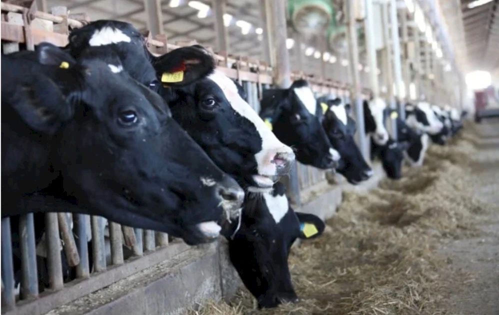 На Кипре выявлены новые очаги ящура: под угрозой десятки ферм