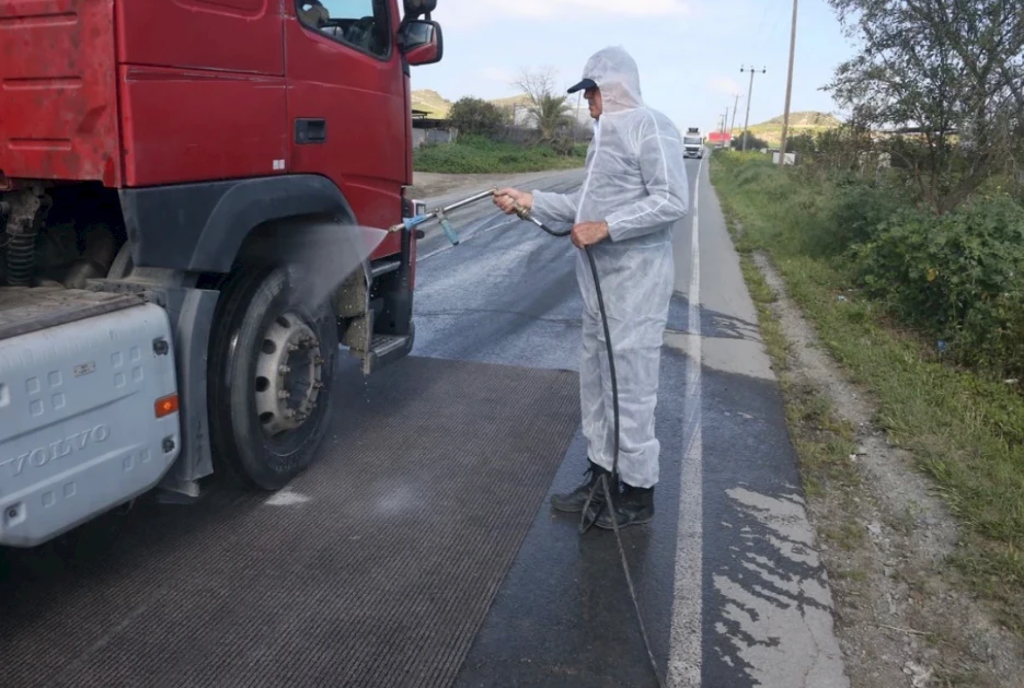 На Кипре начали уничтожение свиней из-за вспышки ящура
