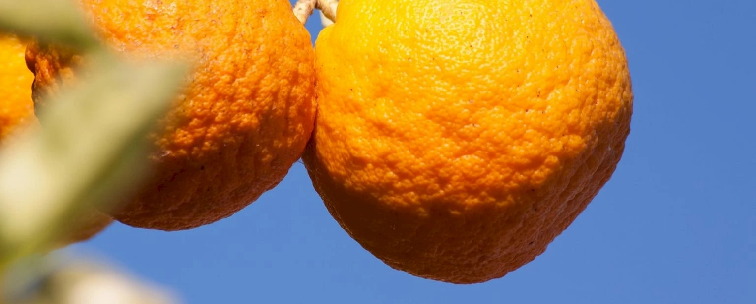 Фестиваль апельсинов