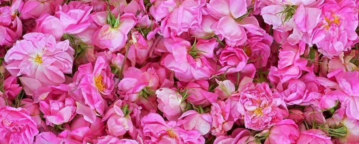 Фестиваль роз в Агросе